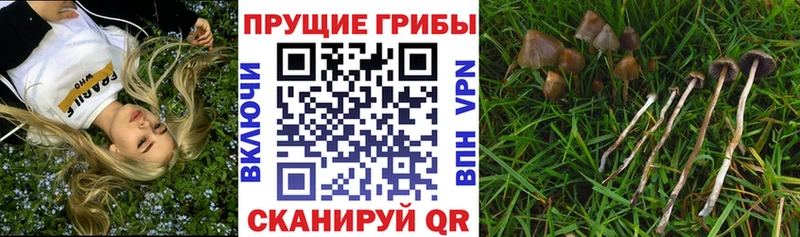 где можно купить   kraken зеркало  нарко площадка наркотические препараты  Белый  Галлюциногенные грибы прущие грибы 